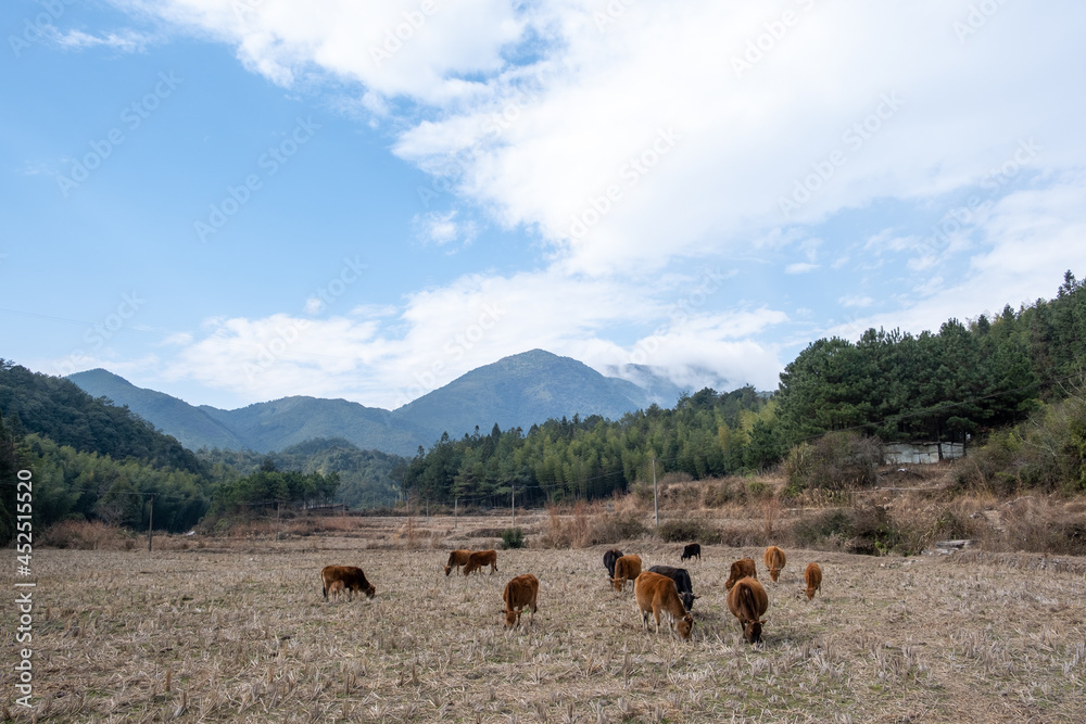 Fototapeta premium Under the high mountains, in the autumn fields, a group of cattle are eating grass