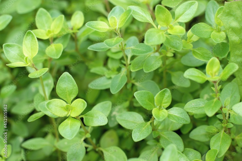Fresh green thymus leaves growing in the garden Fresh green thymus leaves growing in the garden