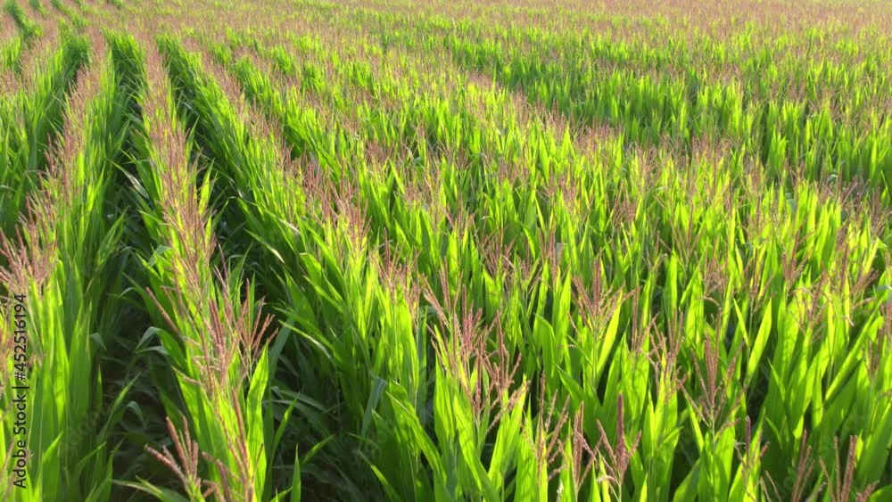 Low altitude aerial over green corn field showing large leafs maize has become staple food in many parts of world with total production surpassing that of wheat or rice 4k high quality resolution Low altitude aerial over green corn field showing large leafs maize has become staple food in many parts of world with total production surpassing that of wheat or rice 4k high quality resolution