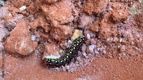 Larva Hyles euphorbiae, the spurge hawk-moth photo