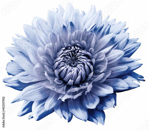 Fototapeta Naklejka Na Ścianę i Meble -  Blue dahlia  flower  on  a white isolated background. Closeup. For design. Nature.