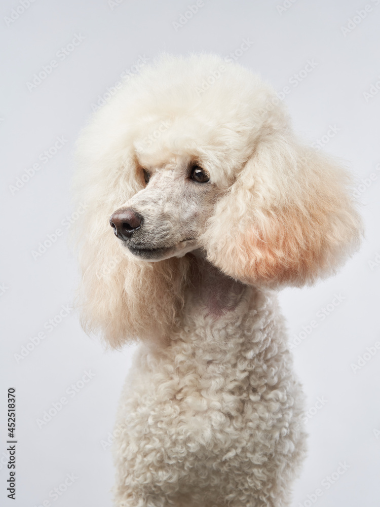 Small white poodle on a white background. Portrait of a pet in the studio Small white poodle on a white background. Portrait of a pet in the studio
