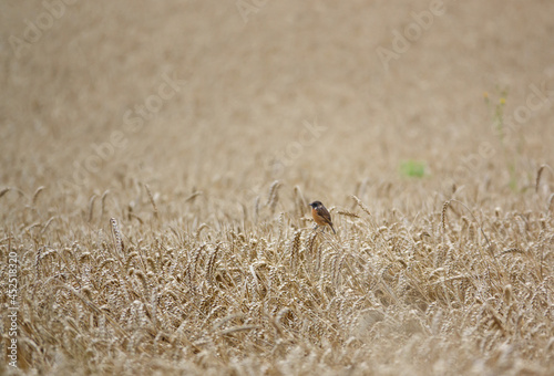a male stonechat (Saxicola rubicola) perched atop a wheat stalk in a field of wheat UK