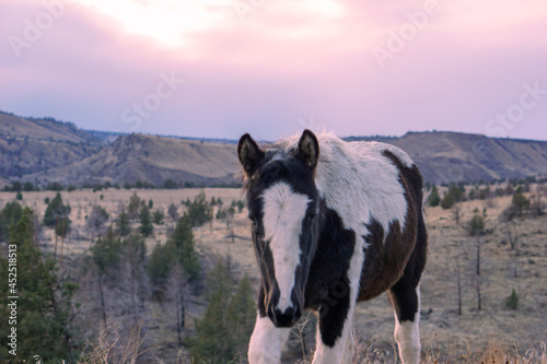horse in the mountains © Owen
