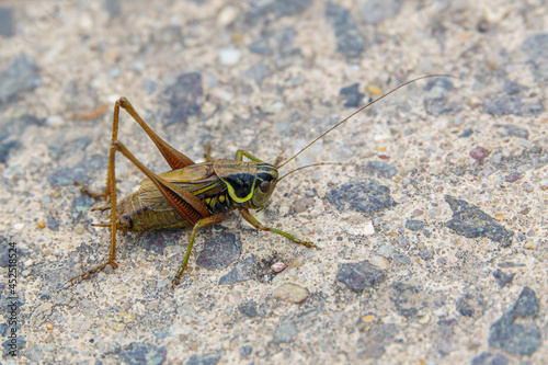 Roesel's bush-cricket (Metrioptera roeselii) traversing a path to new bushes