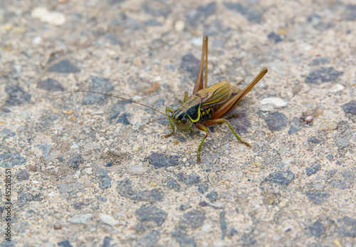 Roesel's bush-cricket (Metrioptera roeselii) traversing a path to new bushes © Martin
