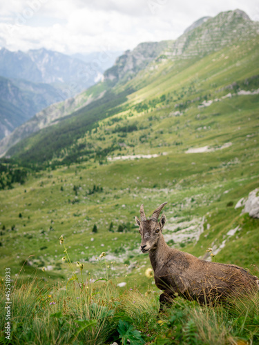 Chamois, Rupicapra rupicapra tatranica, on the rocky hill, stone in background, Julian Alps, Italy. Wildlife scene with horn animal, endemic rare Chamois. Forest landscape with animal.