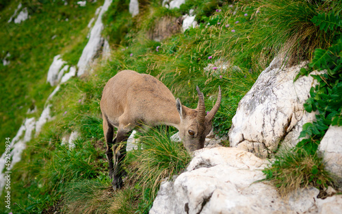 Chamois  Rupicapra rupicapra tatranica  on the rocky hill  stone in background  Julian Alps  Italy. Wildlife scene with horn animal  endemic rare Chamois. Forest landscape with animal.