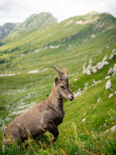 Chamois, Rupicapra rupicapra tatranica, on the rocky hill, stone in background, Julian Alps, Italy. Wildlife scene with horn animal, endemic rare Chamois. Forest landscape with animal. © Pavel Kašák