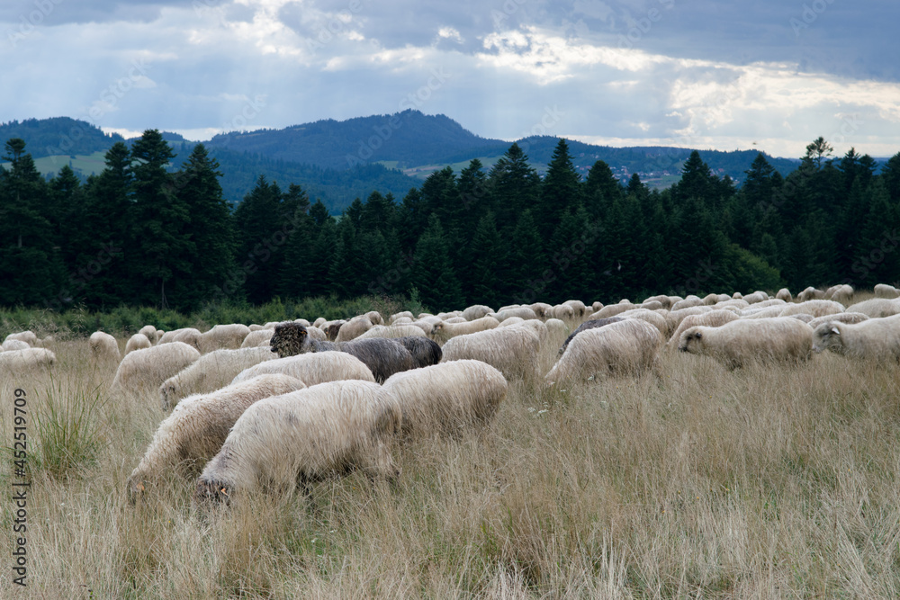 Sheep grazing in a meadow in Poland