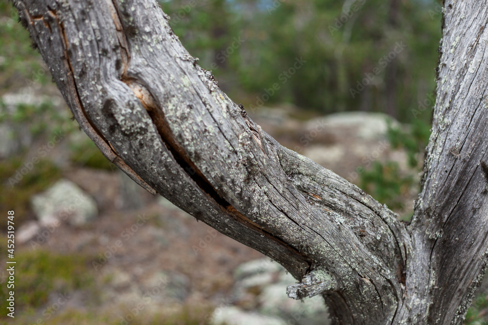 Old wood with stone in the background Old wood with stone in the background