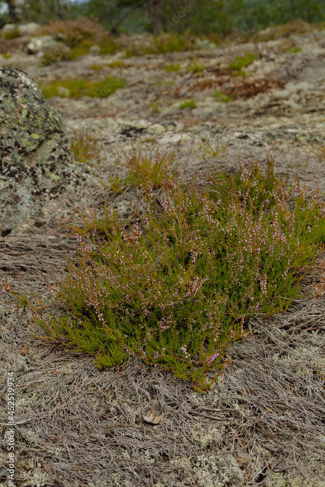 Closeup on small shrub in the forest Closeup on small shrub in the forest