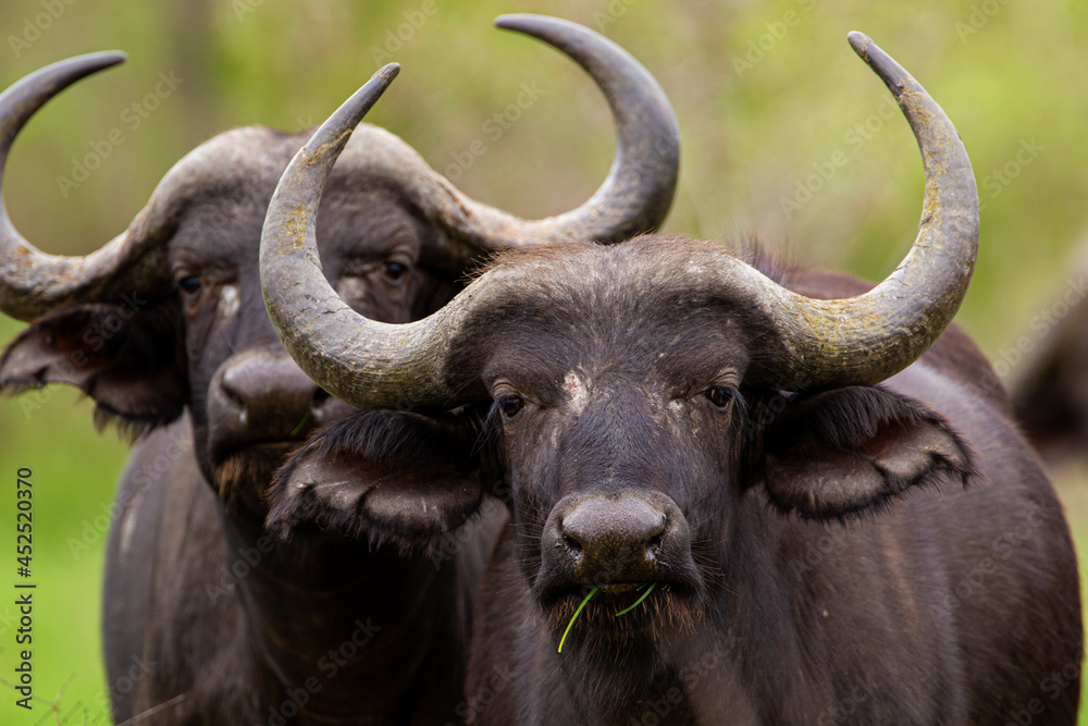 African Buffalo in the green grasslands of the Kruger Park, South Africa African Buffalo in the green grasslands of the Kruger Park, South Africa