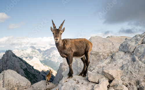 Chamois  Rupicapra rupicapra  on the rocky mount Jof di Montasio in Alpi Giulie  Friuli  Italy. Wildlife scene in nature. Animal with horn in the habitat