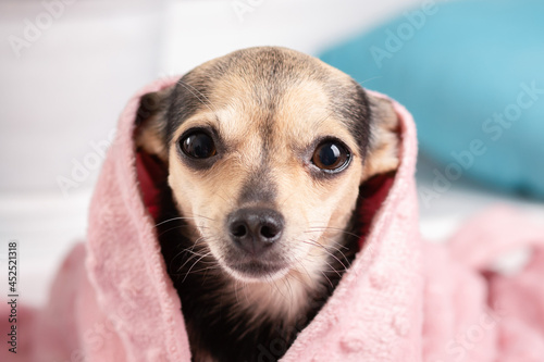 spa for dogs, a cute terrier puppy after a haircut and washing in the salon lies in a pink towel © yta