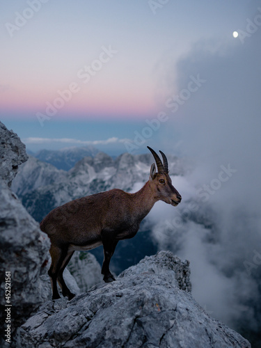 Chamois, Rupicapra rupicapra, on the rocky hill in the Julian Alps, above Luca Vuerich bivouac (Friuli, Italy). Wildlife scene in nature. Animal with horn in the habitat.
