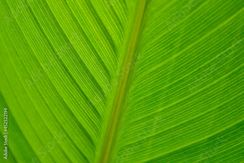 Details and veins in a tropical palm frond found in the Tropical Rain forest