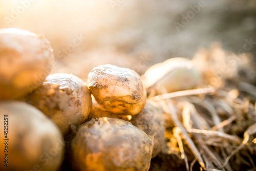 Plantations grow. Harvesting fresh organic potatoes in the field. Potato lie in mud. Orange shine of sun. Farming. Agriculture  gardening.