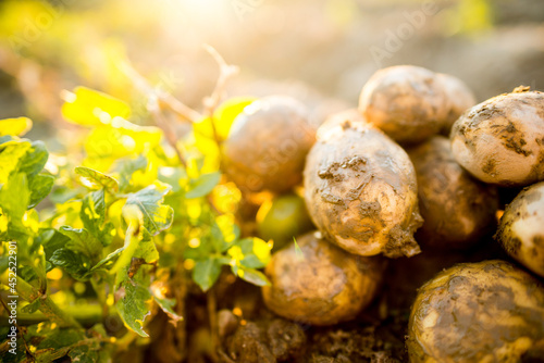 Plantations grow. Harvesting fresh organic potatoes in the field. Potato lie in mud. Orange shine of sun. Farming. Agriculture  gardening.