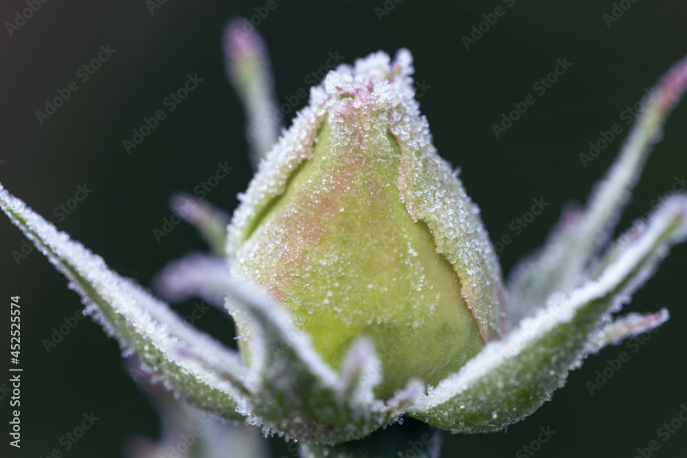 Εκτύπωση καμβά Winter in the garden. Hoarfrost on the petals of a white rose