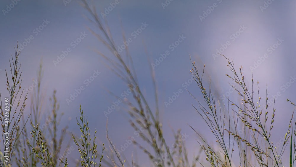Grass flowers flutter in the wind Grass flowers flutter in the wind