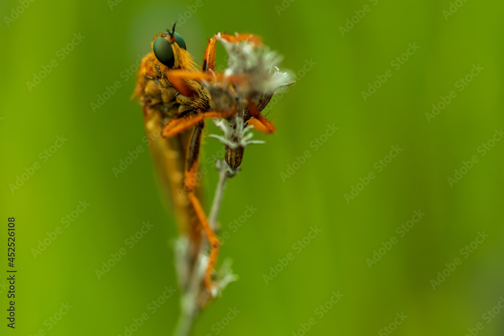 Predatory fly robber traps the victim on the stem of the plant