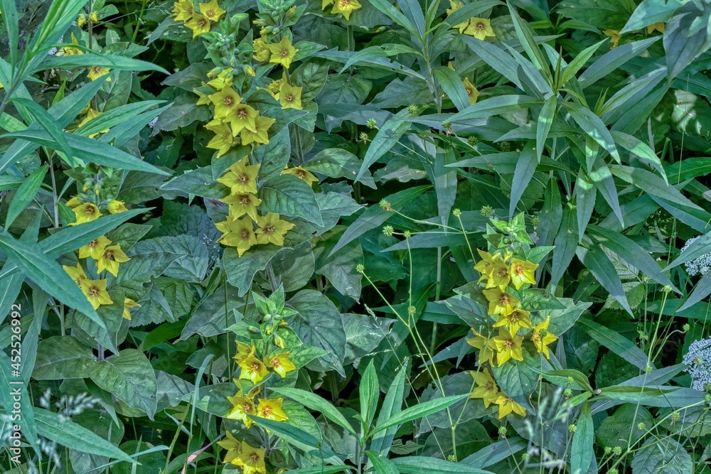 Fototapeta premium Yellow wild flowers near the river