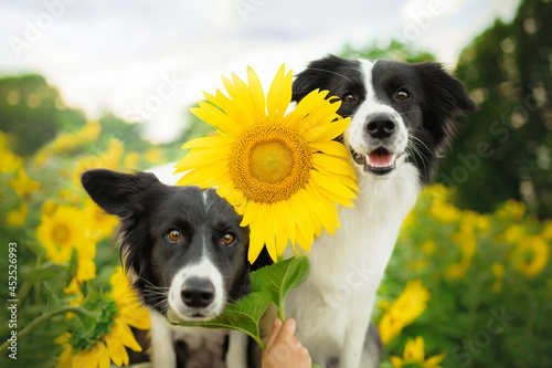 Canvas Print border collie dogs in yellow sunflowers field