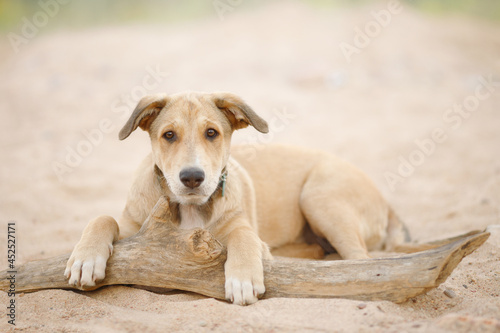 golden puppy on sang beach © Krystsina