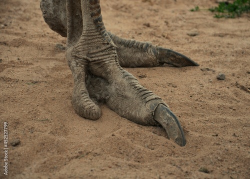 Ostrich big legs on sand in colour photo