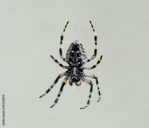 garden-spider sits on the web on a light background, close-up