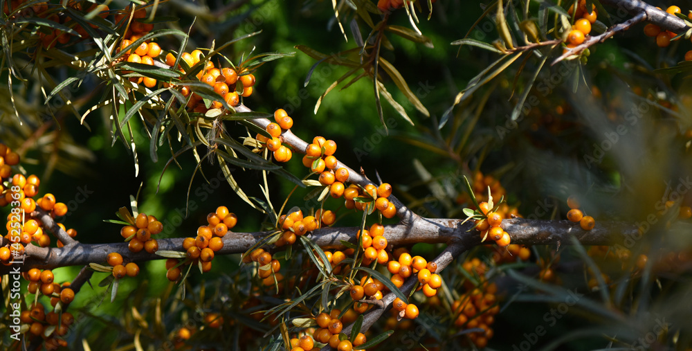 Fototapeta premium sea buckthorn bright yellow berries on the tree