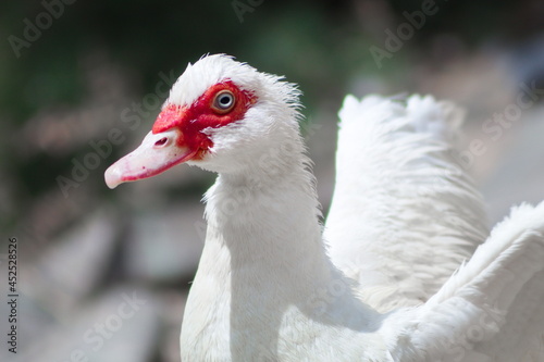 White creole duck rests peacefully on the river bank © JuanPablo