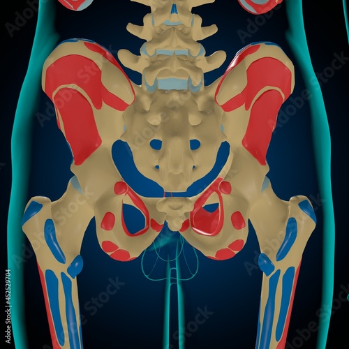 Skeleton with Muscle Origins and Insertions Anatomy For Medical Concept 3D