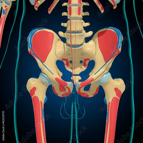 Skeleton with Muscle Origins and Insertions Anatomy For Medical Concept 3D