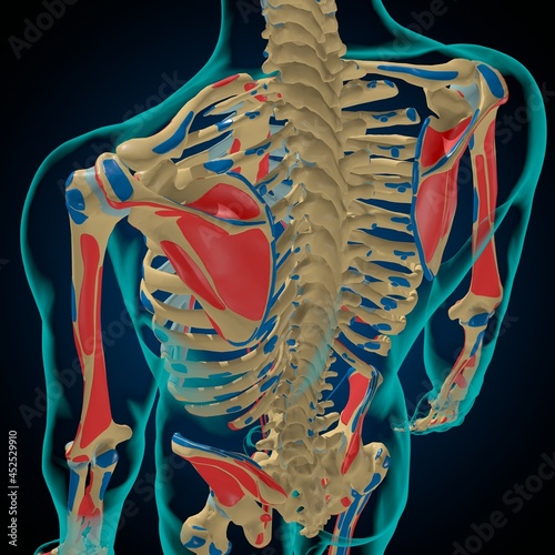 Skeleton with Muscle Origins and Insertions Anatomy For Medical Concept 3D