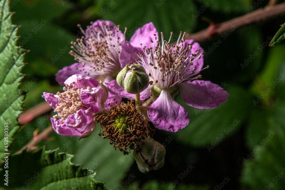 éclosion des fleurs et fruits du murier éclosion des fleurs et fruits du murier