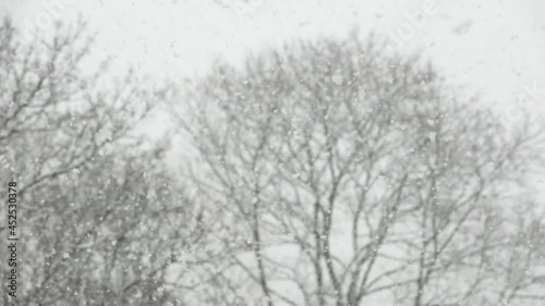 Wallpaper Mural Snow flakes falling in slow motion. Winter nature background. Torontodigital.ca