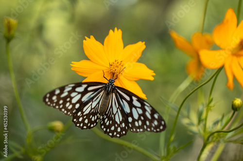 A blue-striped butterfly on a yellow flower eats pollen. Scientific name: Ideopsis vulgaris macrina (Fruhstorfer). photo