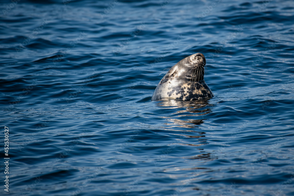 Fototapeta premium Grey seal in the water