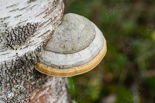 The tinder mushroom grew on a birch tree in the forest.