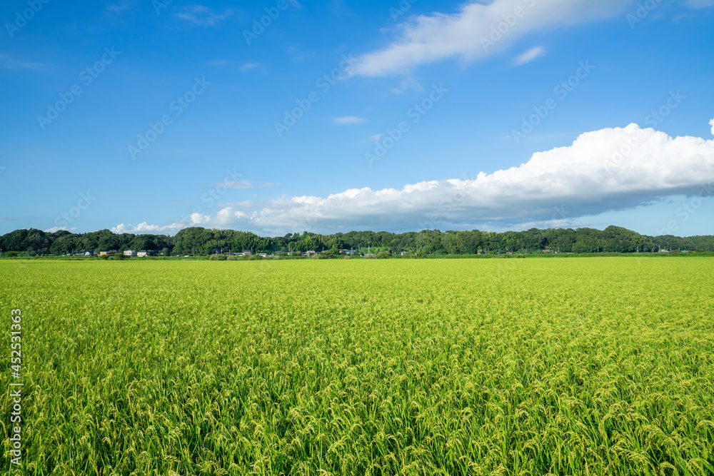 田園風景