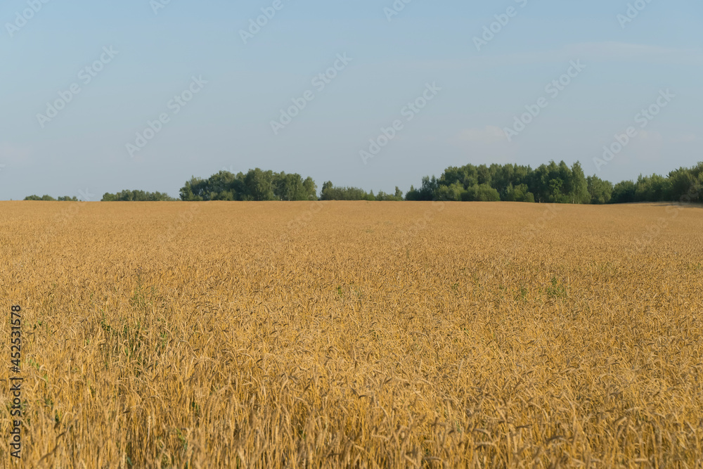 Wheat field in summer at sunset. Ripe ears of wheat on the farm during the summer harvest. Agriculture, cereals and eco nature concept.