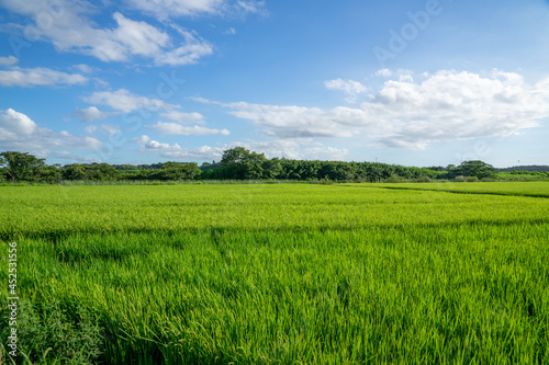 田園風景