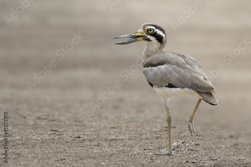 lovely brown bird on single feet standing over clean open land, great thick-knee