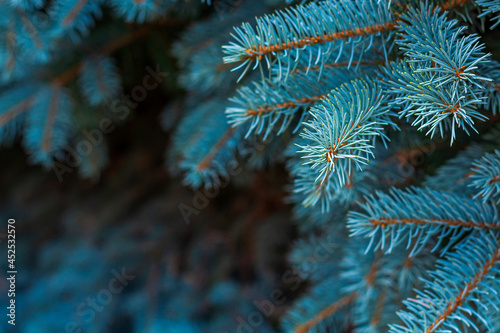 Christmas and new year background. Atmospheric botanical pattern with beautiful branch of blue spruce. For graphic design, cards, covers. Blue or prickly spruce (Picea pungens). Copy space for text.