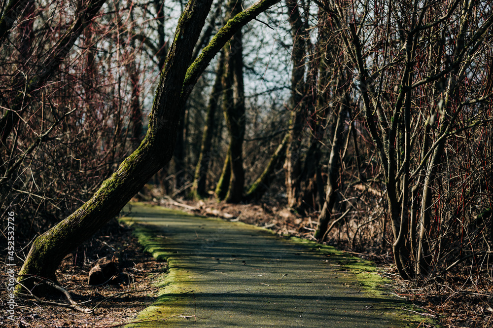 Fototapeta premium Path on a wooded park