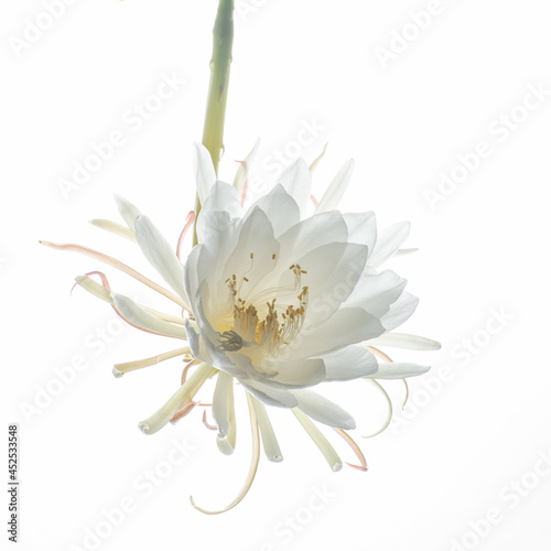 Epiphyllum  photo