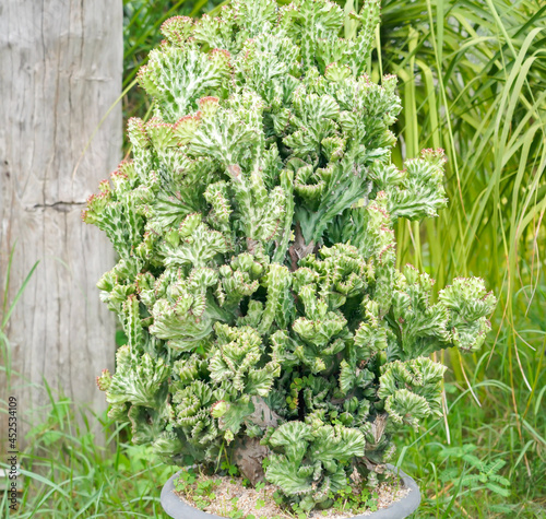 Euphorbia neriifolia. Euphobia lactea cristata photo