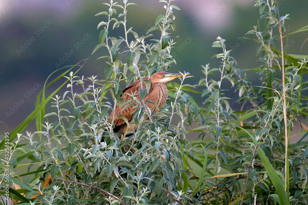 The purple heron (Ardea purpurea) is shot in the early morning sitting in the dense branches of a tree in the rays of soft light